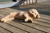 Picture of Lacey, an Australian Labradoodle