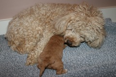 Picture of Pearl, an Australian Labradoodle.
