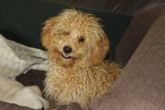 Picture of Lacey, an Australian Labradoodle, and her puppies