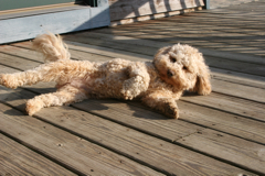 Picture of Lacey, an Australian Labradoodle