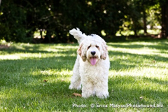 Picture of Luke, a Cockapoo