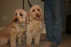Picture of Cole and Layla, Australian Labradoodles