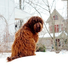 Picture of Kiefer, an Australian Labradoodle
