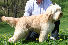 Picture of Cole, an Australian Labradoodle