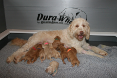Picture of Mattie and her puppies