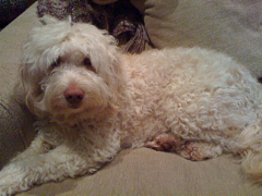 Picture of Mattie, an Australian Labradoodle