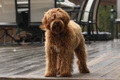 Picture of Gunner, an Australian Labradoodles