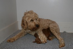 Picture of Gunner, an Australian Labradoodles