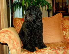 Picture of Cosmoe, an Australian Labradoodle