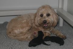 Picture of Sufi, an Australian Labradoodle, with her puppies