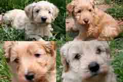 Picture of Sufi's puppies