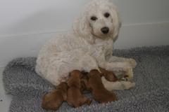 Picture of Sufi, an Australian Labradoodle, and her puppies