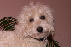 Picture of Sufi, and Australian Labradoodle