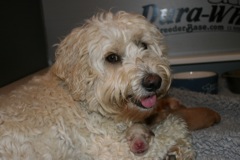 Picture of Rosie, an Australian Labradoodle, with her puppies
