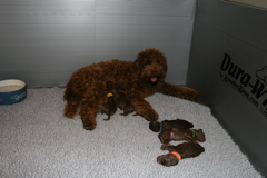 Picture of Scottie, an Australian Labradoodle, with her puppies