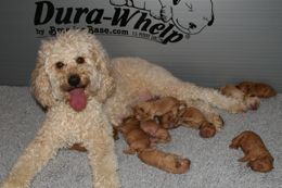 Picture of Silk, an Australian Labradoodle, with her puppies
