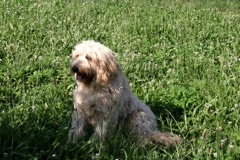 Picture of Cole, an Australian Labradoodle