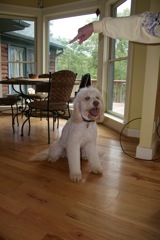 Picture of Conner, an Australian Labradoodle