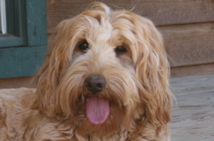 Picture of Ruby, an Australian Labradoodle