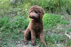 Picture of Scottie, an Australian Labradoodle