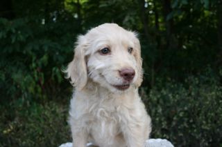 Picture of Teal Ribbon Girl, an Australian Labradoodle