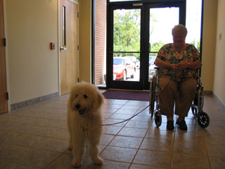 Picture of Gracie, an Australian Labradoodle, meeting a client.