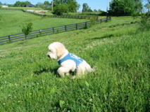 Picture of Silk, our certified therapy Australian Labradoodle