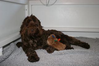 Picture of Australian Labradoodle puppies