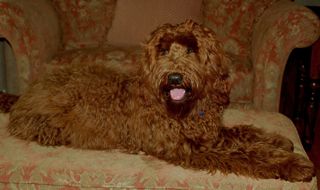 Picture of Cappy, an Australian Labradoodle