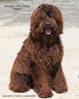 Picture of Usher, an Australian Labradoodle